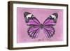 Miss Butterfly Genutia - Pink-Philippe Hugonnard-Framed Photographic Print