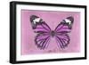 Miss Butterfly Genutia - Pink-Philippe Hugonnard-Framed Photographic Print