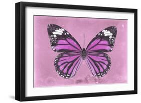 Miss Butterfly Genutia - Pink-Philippe Hugonnard-Framed Photographic Print