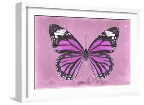 Miss Butterfly Genutia - Pink-Philippe Hugonnard-Framed Photographic Print