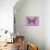 Miss Butterfly Genutia - Pink-Philippe Hugonnard-Mounted Photographic Print displayed on a wall