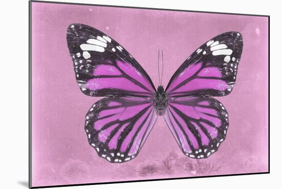 Miss Butterfly Genutia - Pink-Philippe Hugonnard-Mounted Photographic Print