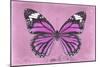 Miss Butterfly Genutia - Pink-Philippe Hugonnard-Mounted Photographic Print