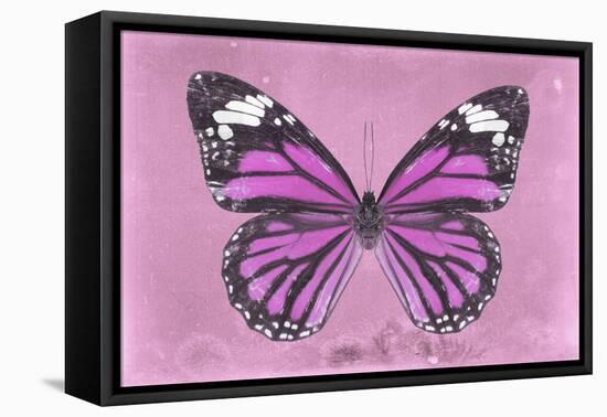 Miss Butterfly Genutia - Pink-Philippe Hugonnard-Framed Stretched Canvas