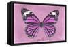 Miss Butterfly Genutia - Pink-Philippe Hugonnard-Framed Stretched Canvas