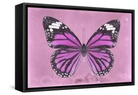 Miss Butterfly Genutia - Pink-Philippe Hugonnard-Framed Stretched Canvas