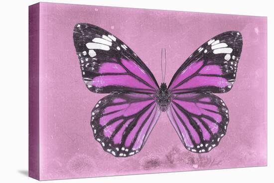 Miss Butterfly Genutia - Pink-Philippe Hugonnard-Stretched Canvas