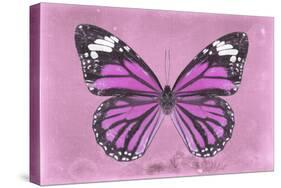 Miss Butterfly Genutia - Pink-Philippe Hugonnard-Stretched Canvas