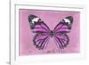 Miss Butterfly Genutia - Pink-Philippe Hugonnard-Framed Photographic Print