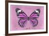 Miss Butterfly Genutia - Pink-Philippe Hugonnard-Framed Photographic Print