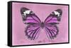 Miss Butterfly Genutia - Pink-Philippe Hugonnard-Framed Stretched Canvas