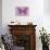 Miss Butterfly Genutia - Pink-Philippe Hugonnard-Stretched Canvas displayed on a wall