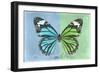 Miss Butterfly Genutia Profil - Blue & Green-Philippe Hugonnard-Framed Photographic Print