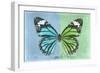 Miss Butterfly Genutia Profil - Blue & Green-Philippe Hugonnard-Framed Photographic Print