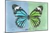 Miss Butterfly Genutia Profil - Blue & Green-Philippe Hugonnard-Mounted Photographic Print