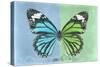 Miss Butterfly Genutia Profil - Blue & Green-Philippe Hugonnard-Stretched Canvas