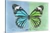 Miss Butterfly Genutia Profil - Blue & Green-Philippe Hugonnard-Stretched Canvas