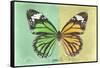 Miss Butterfly Genutia Profil - Green & Yellow-Philippe Hugonnard-Framed Stretched Canvas