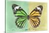 Miss Butterfly Genutia Profil - Green & Yellow-Philippe Hugonnard-Stretched Canvas