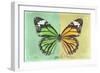 Miss Butterfly Genutia Profil - Green & Yellow-Philippe Hugonnard-Framed Photographic Print