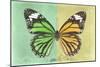 Miss Butterfly Genutia Profil - Green & Yellow-Philippe Hugonnard-Mounted Photographic Print