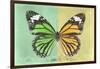 Miss Butterfly Genutia Profil - Green & Yellow-Philippe Hugonnard-Framed Photographic Print