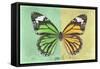 Miss Butterfly Genutia Profil - Green & Yellow-Philippe Hugonnard-Framed Stretched Canvas