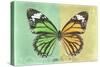 Miss Butterfly Genutia Profil - Green & Yellow-Philippe Hugonnard-Stretched Canvas