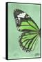 Miss Butterfly Genutia Profil - Green-Philippe Hugonnard-Framed Stretched Canvas