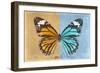 Miss Butterfly Genutia Profil - Honey & Blue-Philippe Hugonnard-Framed Photographic Print
