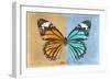 Miss Butterfly Genutia Profil - Honey & Blue-Philippe Hugonnard-Framed Photographic Print