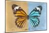 Miss Butterfly Genutia Profil - Honey & Blue-Philippe Hugonnard-Mounted Photographic Print