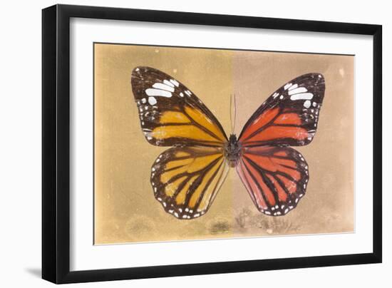 Miss Butterfly Genutia Profil - Honey & Orange-Philippe Hugonnard-Framed Photographic Print