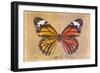 Miss Butterfly Genutia Profil - Honey & Orange-Philippe Hugonnard-Framed Photographic Print