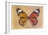 Miss Butterfly Genutia Profil - Honey & Orange-Philippe Hugonnard-Framed Photographic Print