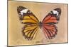 Miss Butterfly Genutia Profil - Honey & Orange-Philippe Hugonnard-Mounted Photographic Print