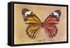 Miss Butterfly Genutia Profil - Honey & Orange-Philippe Hugonnard-Framed Stretched Canvas