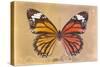 Miss Butterfly Genutia Profil - Honey & Orange-Philippe Hugonnard-Stretched Canvas