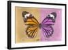 Miss Butterfly Genutia Profil - Honey & Pink-Philippe Hugonnard-Framed Photographic Print