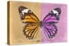 Miss Butterfly Genutia Profil - Honey & Pink-Philippe Hugonnard-Stretched Canvas