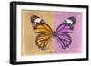 Miss Butterfly Genutia Profil - Honey & Pink-Philippe Hugonnard-Framed Photographic Print