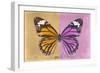 Miss Butterfly Genutia Profil - Honey & Pink-Philippe Hugonnard-Framed Photographic Print