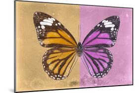 Miss Butterfly Genutia Profil - Honey & Pink-Philippe Hugonnard-Mounted Photographic Print