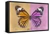 Miss Butterfly Genutia Profil - Honey & Pink-Philippe Hugonnard-Framed Stretched Canvas