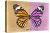 Miss Butterfly Genutia Profil - Honey & Pink-Philippe Hugonnard-Stretched Canvas