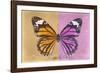 Miss Butterfly Genutia Profil - Honey & Pink-Philippe Hugonnard-Framed Photographic Print