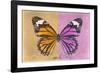 Miss Butterfly Genutia Profil - Honey & Pink-Philippe Hugonnard-Framed Photographic Print