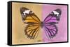 Miss Butterfly Genutia Profil - Honey & Pink-Philippe Hugonnard-Framed Stretched Canvas