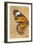 Miss Butterfly Genutia Profil - Honey-Philippe Hugonnard-Framed Photographic Print