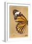 Miss Butterfly Genutia Profil - Honey-Philippe Hugonnard-Framed Photographic Print